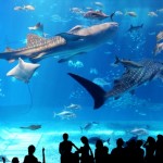 新江ノ島水族館と八景島シーパラダイスはデートならどっち？